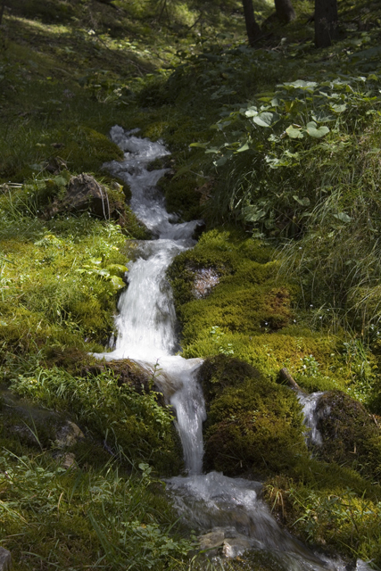 2011-08-23_11-27-32 cadore.jpg - Bchlein im Stollbachtal (unterhalb des Drrenstein bei Toblach)